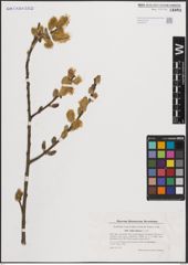 Foto von Salix cinerea L.